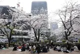 Cherry blossoms in bloom in a square in Japan with groups of people sitting and eating lunch beneath the trees 