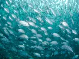 Fish swimming in sea